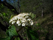 12 fiore di sambuco...